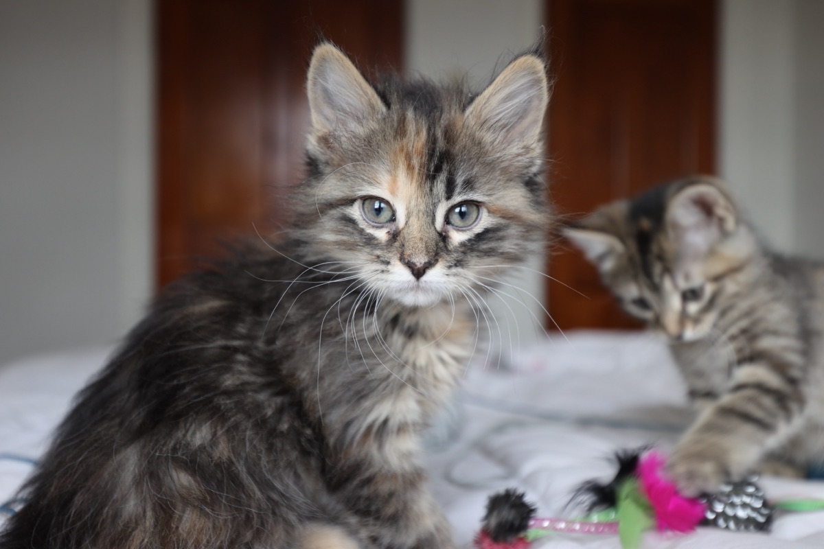 Kittens enjoying their Jefferson Heights apartment